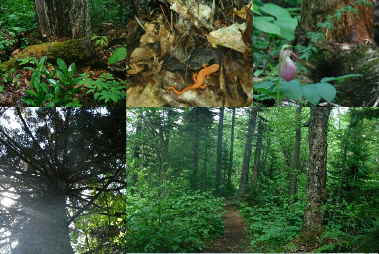 The Environmental Hour explores Mount Sunapee’s rare old forest