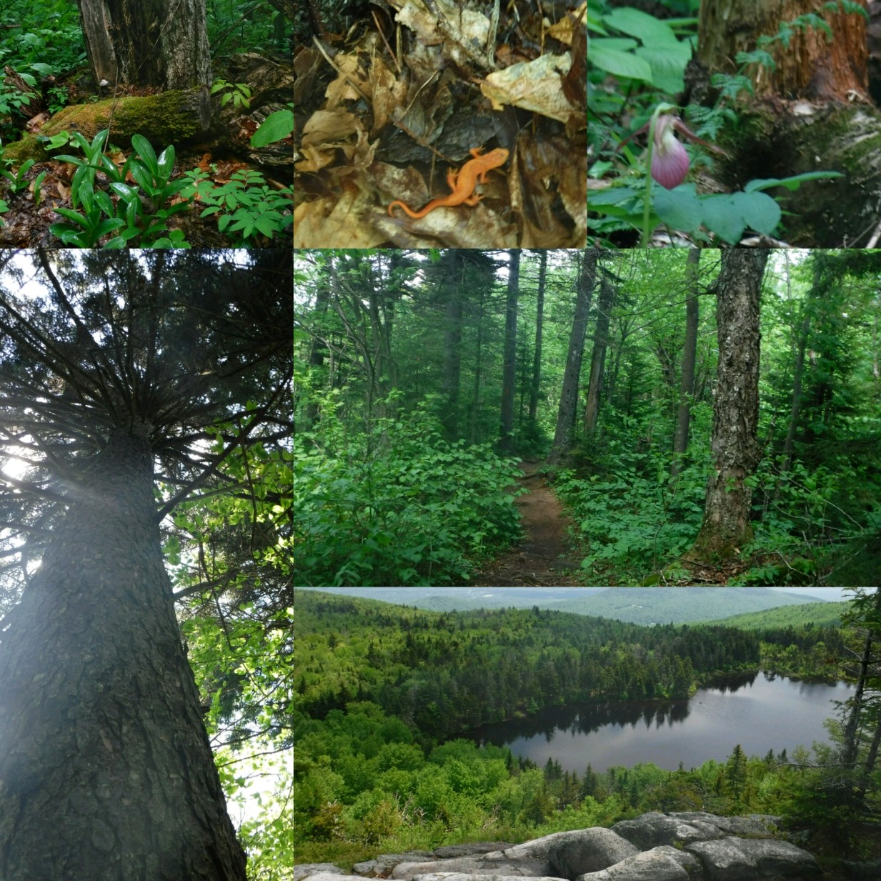 The Environmental Hour explores Mount Sunapee’s rare old forest