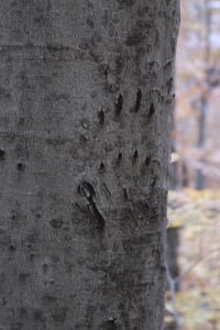 Bear Scarred Tree Polygon A 2014Oct