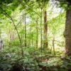 Everlasting Forests: The Mount Sunapee Story Everlasting forests, Mount Sunapee State Park