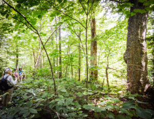 Everlasting forests, Mount Sunapee State Park