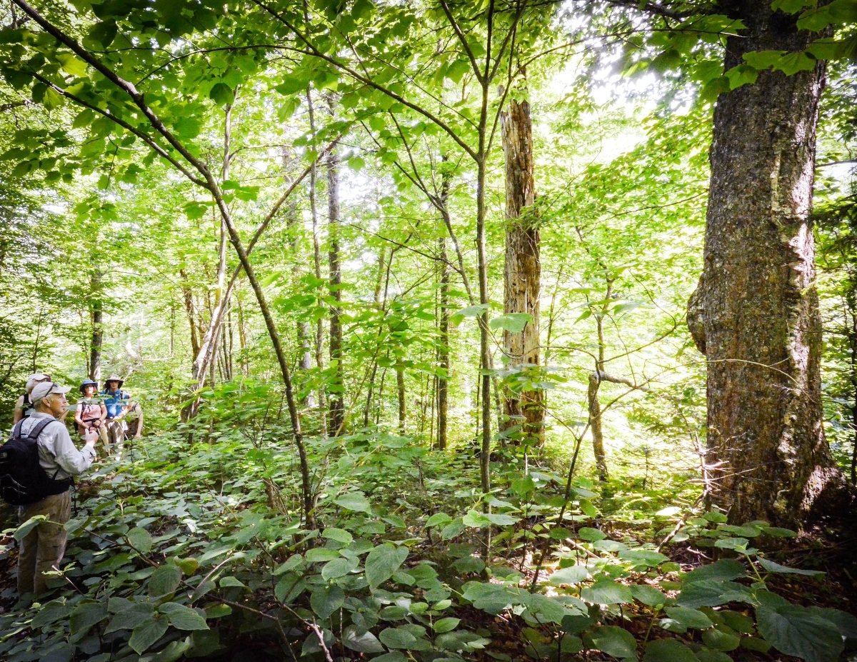 Everlasting Forests: The Mount Sunapee Story