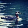 Recent bird sightings Red-necked grebe