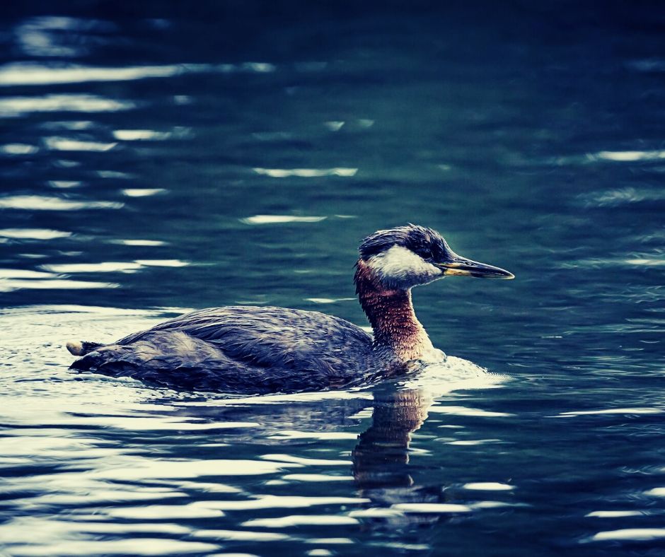 Red-necked grebe