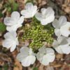 The Hobblebush Hobblebush