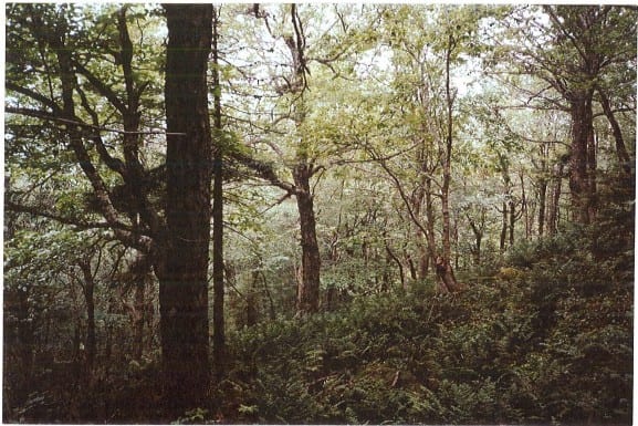 "Typic old growth hardwood stand at [Mount Sunapee] ski lease area. Note various hardwood canopy species, and a diverse canopy structure."