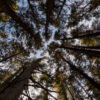 Resistance Radio talks old forest ecology and protection MSSP Forest hike 1-2 JB