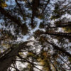 Sunapee Mountain hike bestows far more than one seeks MSSP Forest hike 1-2 JB