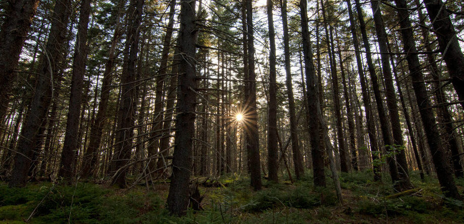 Mount Sunapee State Park Forest