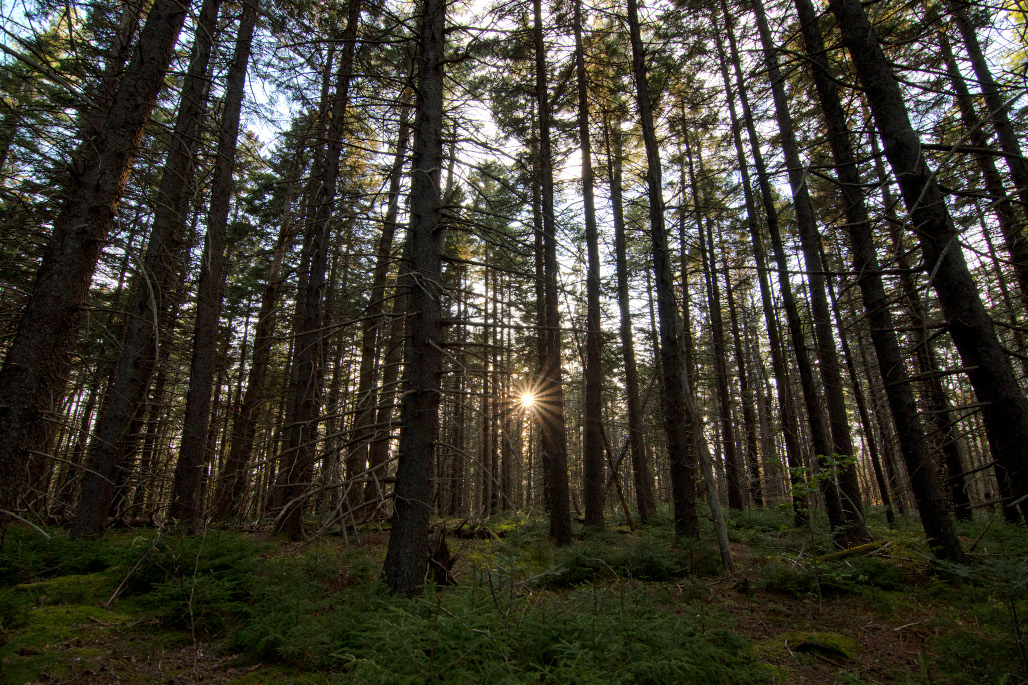Mount Sunapee State Park Forest