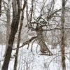 “Nature’s peace will flow into you …” Mount Sunapee State Park gnarly old tree_2020Apr1