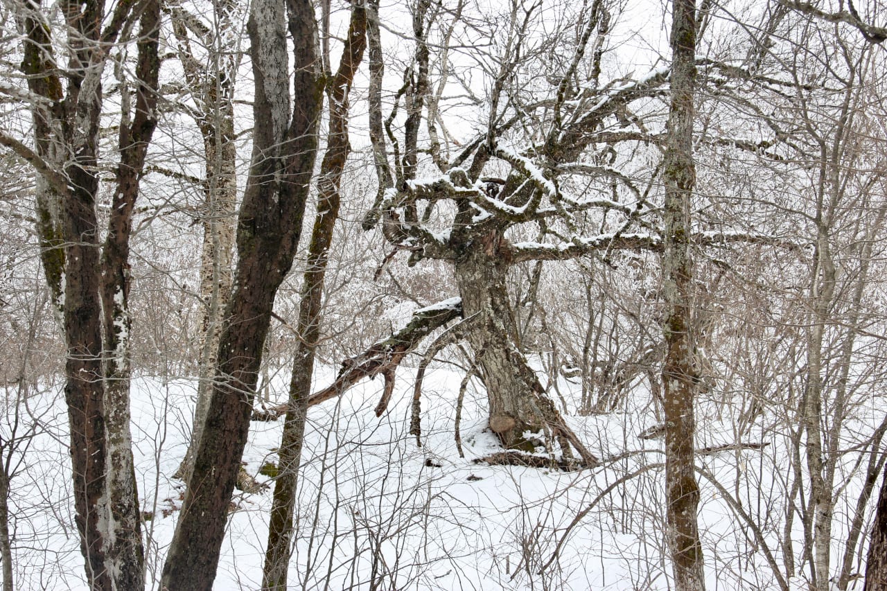 “Nature’s peace will flow into you …”