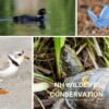 New NH rule, if made permanent, will put endangered species at risk NH WIldlife Conservation FOMS
