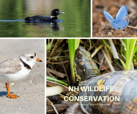 New NH rule, if made permanent, will put endangered species at risk