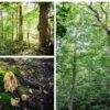Old Forest three-photo mosaic
