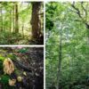The under-told story: Mount Sunapee’s rare forest Old Forest three-photo mosaic