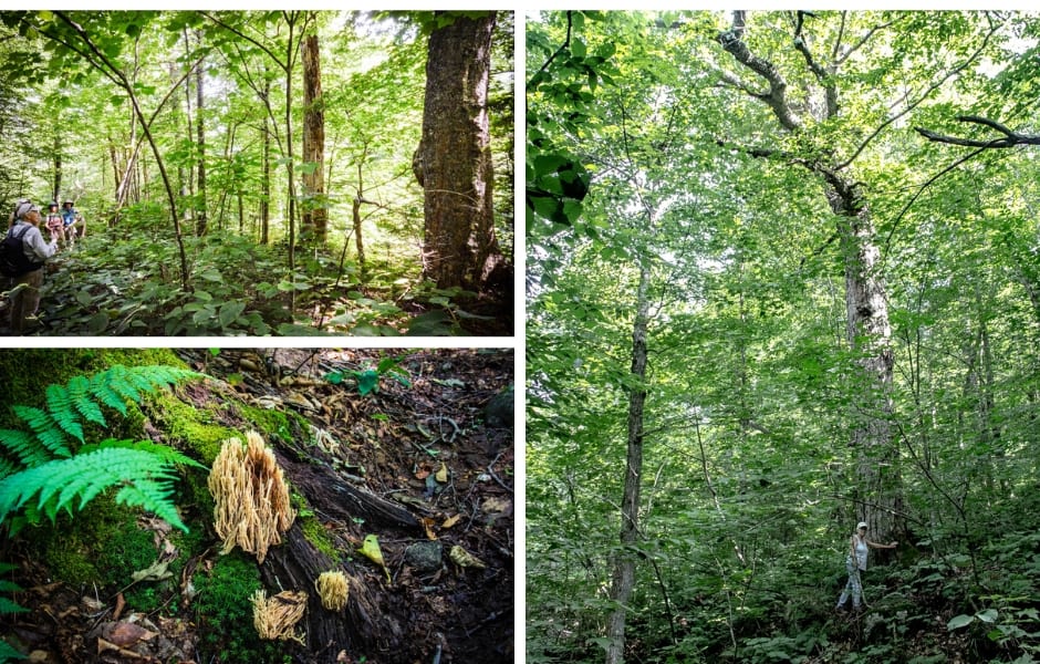 The under-told story: Mount Sunapee’s rare forest