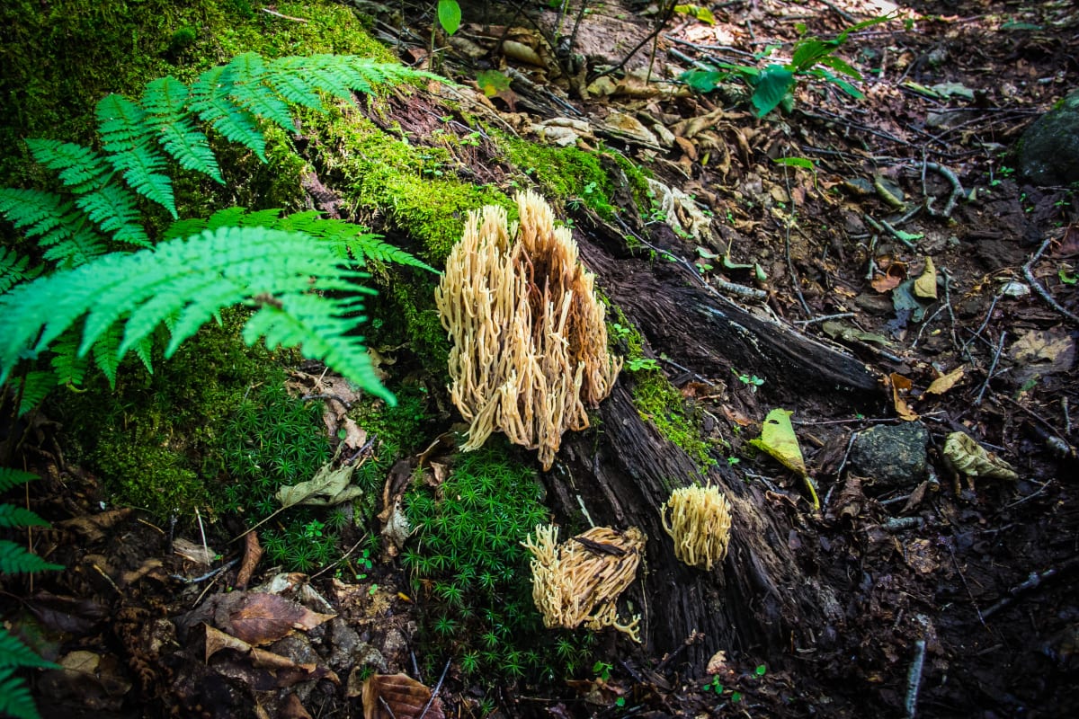 MYCORRHIZAL FUNGI – THE FOREST INTERNET