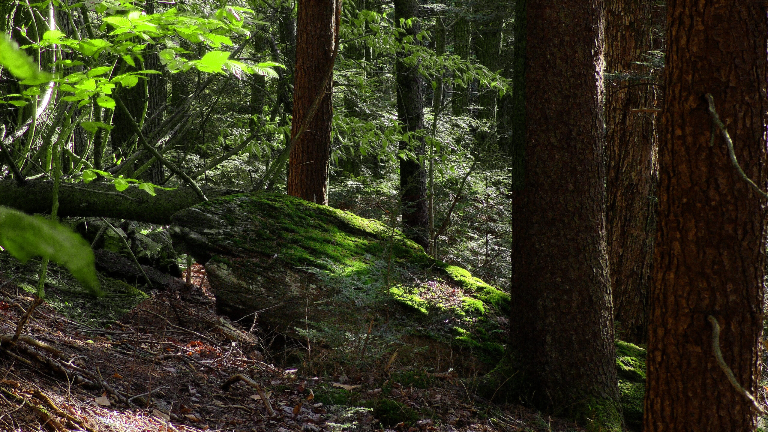 Film: “The Return of Old Growth Forests” – New England Forest