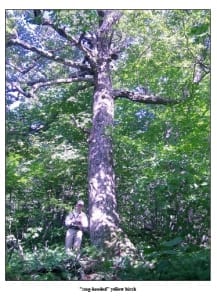 Mount Sunapee State Park - stag headed yellow birch - Photo from NH NHB study (2004) of proposed ski expansion area.