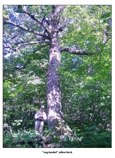 Photo of stag headed yellow birch from the NH Natural Heritage Bureau report (2004)