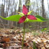 Red Trillium, Trillium erectum, Mount Sunapee State Park, New Hampshire