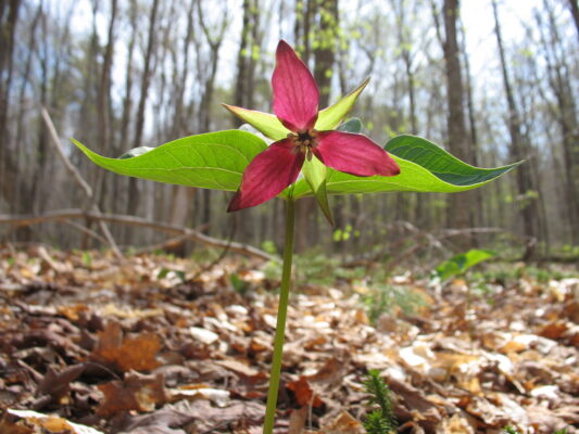 Red Trillium, Trillium erectum, Mount Sunapee State Park, New Hampshire