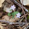 ‘Time for a climb’ from New Hampshire Garden Solutions spring beauty Claytonia caroliniana MSSP
