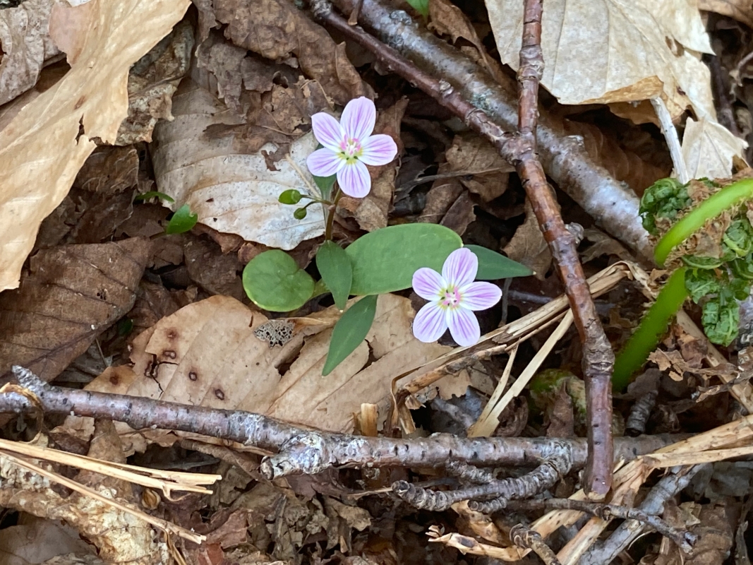 ‘Time for a climb’ from New Hampshire Garden Solutions